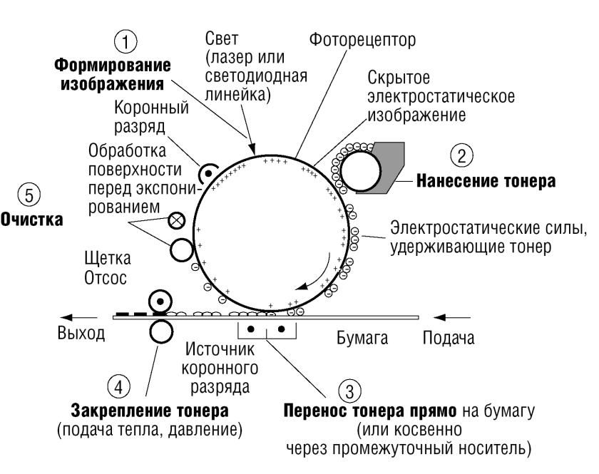 Электрографический способ формирования изображения. Схема электрофотографического процесса. Технология печати электрографическая. Принцип электрографической печати.